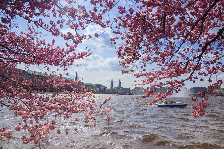 Alster Hamburg Kirschblüten
